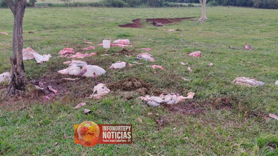 Asaltantes toman de rehén a una familia y luego faenan ganado en Pedro Juan
