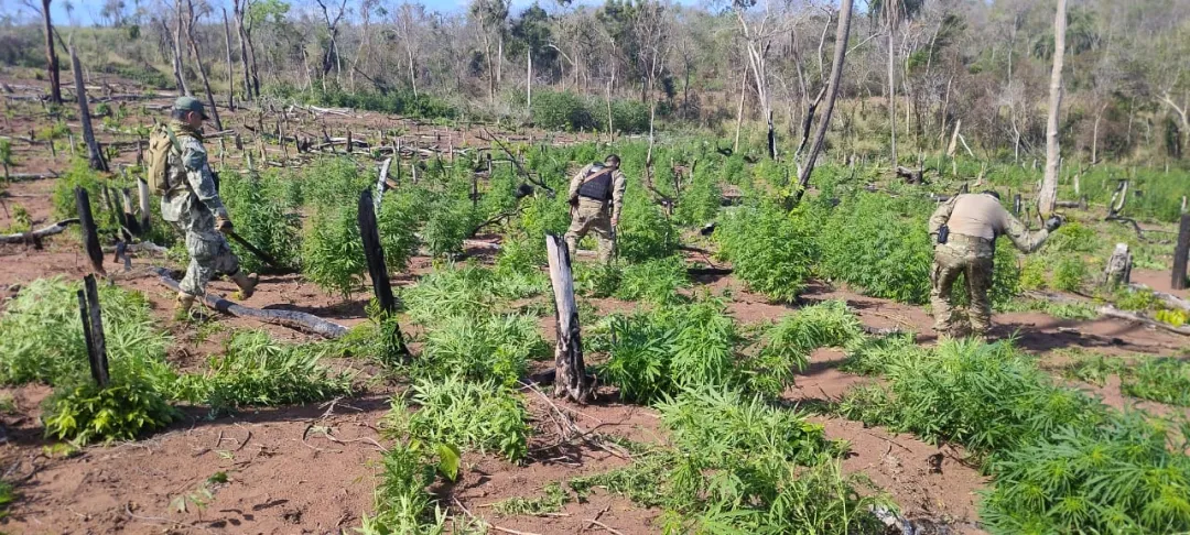 Nuevamente eliminan plantaciones  de marihuana al narcotráfico en Bella Vista Norte