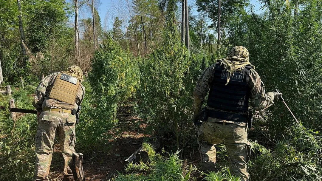 SENAD y CODI atacan centros de producción de drogas en Amambay