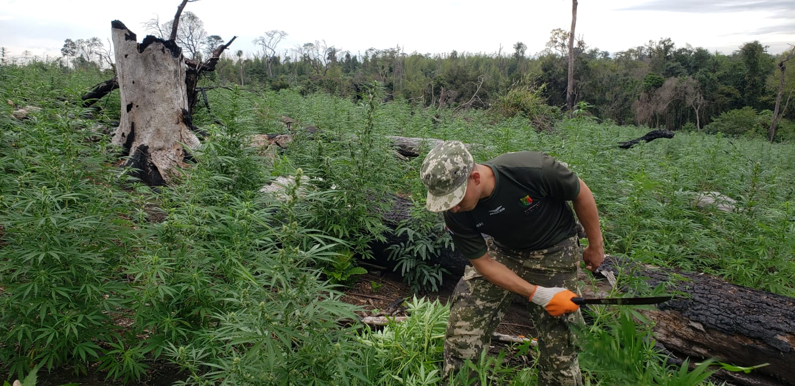 572 toneladas de droga destruidas en 9 días