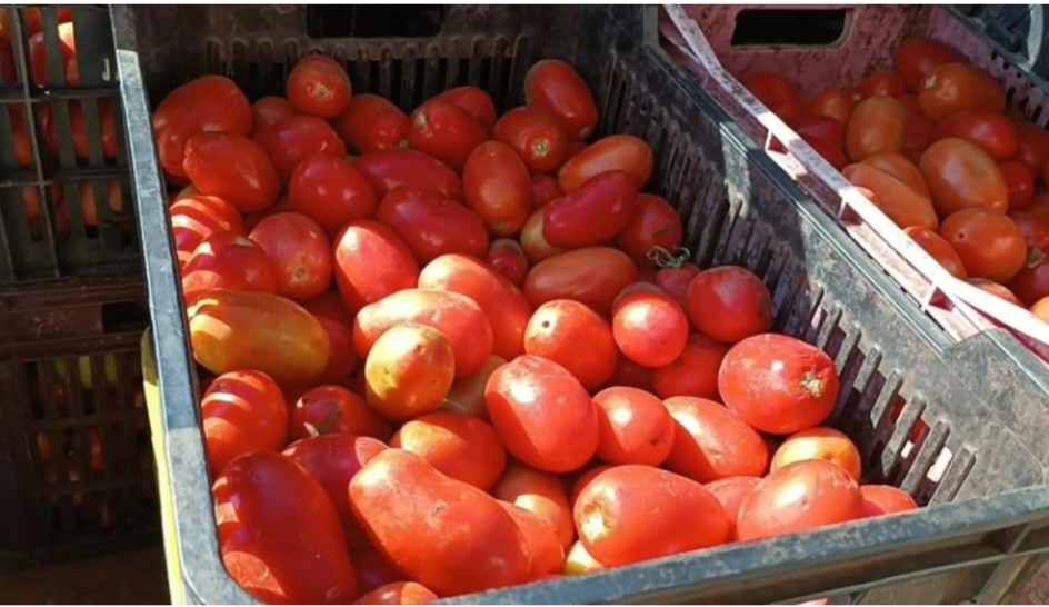Incautan 1 tonelada de tomate presuntamente de contrabando en Yby Yaú