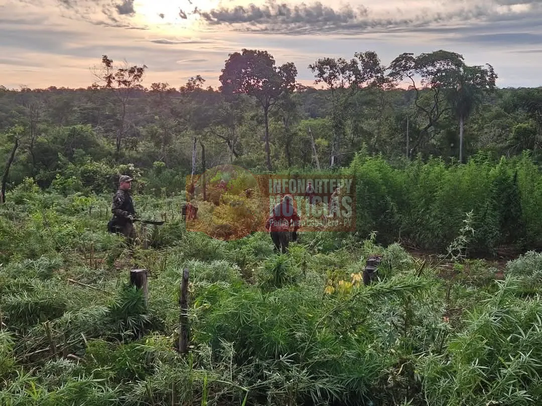 Destruyen 18 toneladas de marihuana en Bella Vista durante operativo antinarcóticos