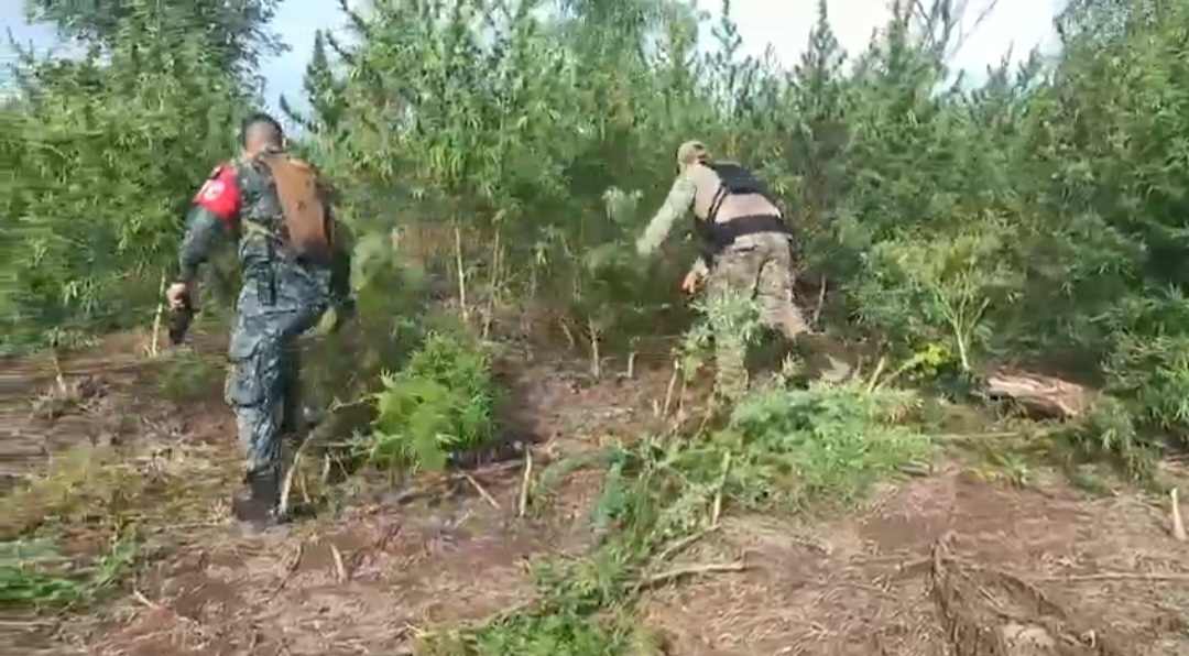 Desmantelan campamentos y erradican cultivos de marihuana al crimen organizado en Amambay