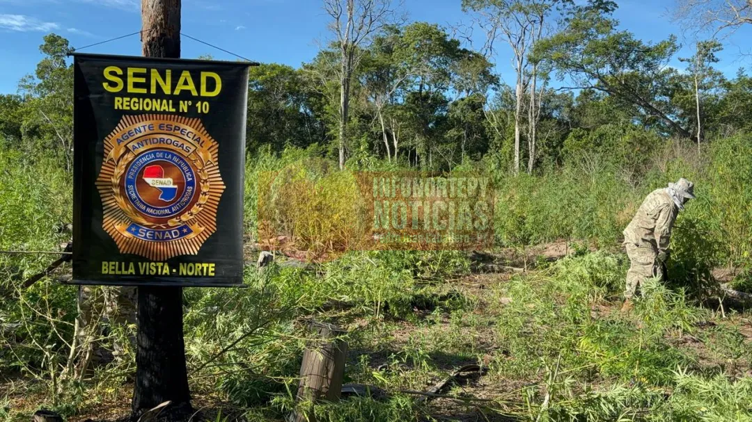 SENAD destruyó 12 toneladas de marihuana en zona de Bella Vista Norte