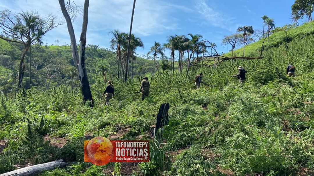 SENAD destruyó 14 toneladas de marihuana en Yby Yaú