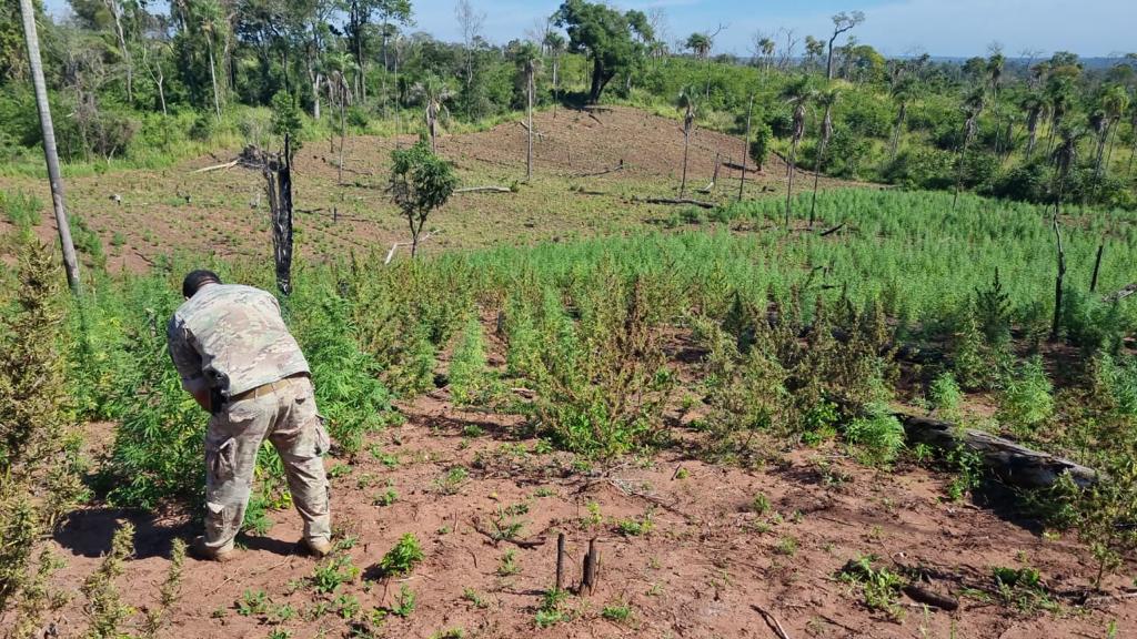 SENAD destruyó una gran cantidad de marihuana en Bella Vista.