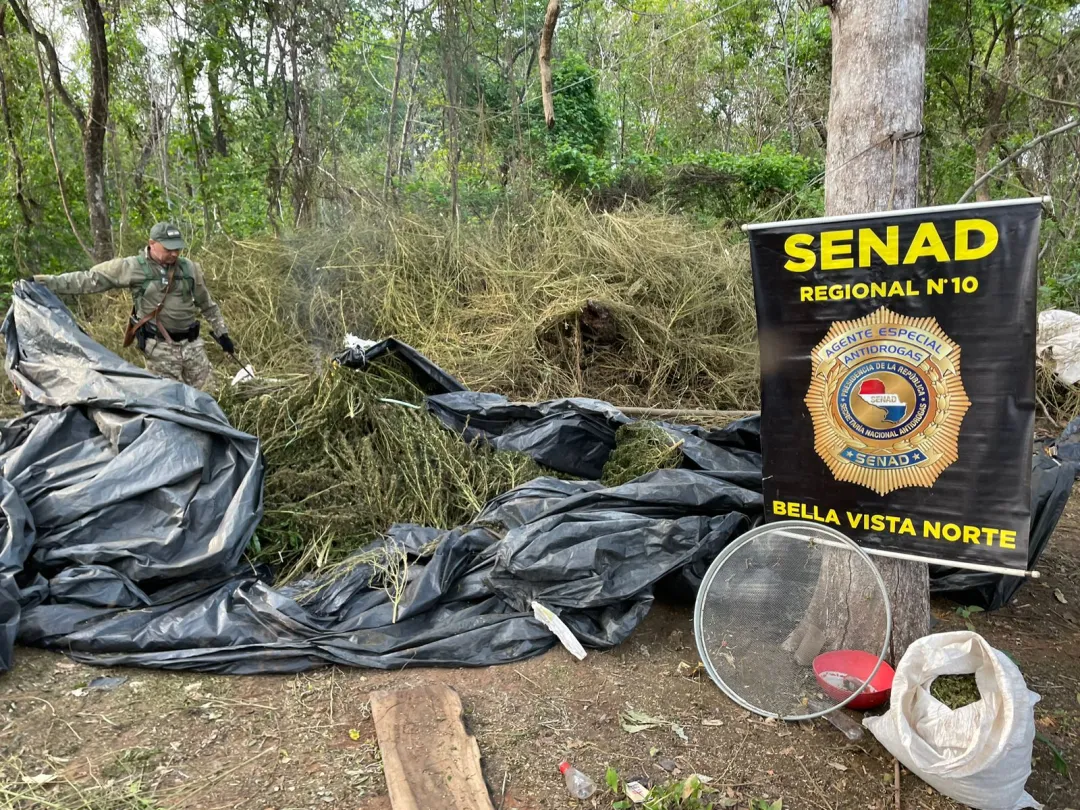Destruyen centros de producción de droga en Bella Vista Norte