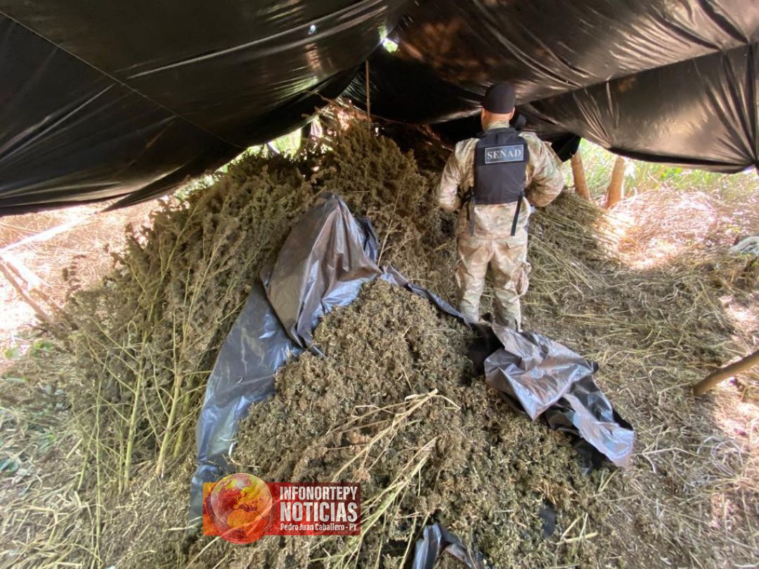 Desmantelan centros de acopio de marihuana en la colonia Santa Clara