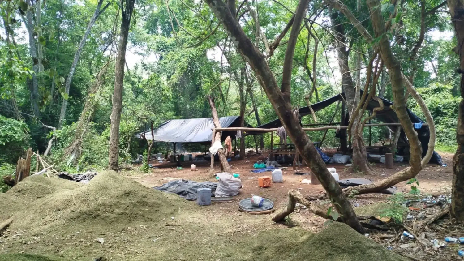 Agentes antidrogas destruyen 7 toneladas de marihuana en campamento narco de Pedro Juan