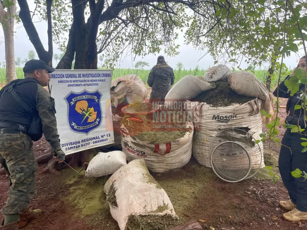 Antinarcóticos destruye 8 Hectáreas de marihuana en Capitán Bado