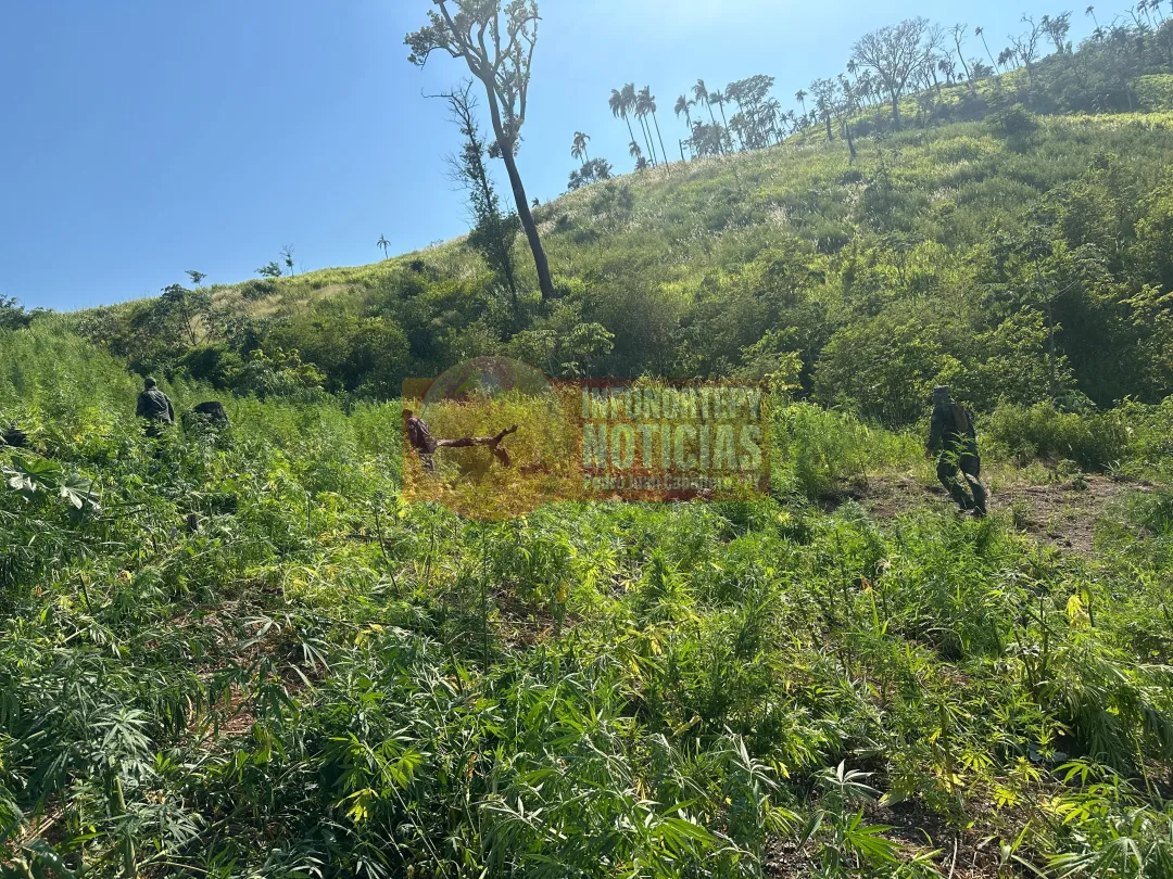 SENAD destruye 21 toneladas de marihuana  en Yby Yaú