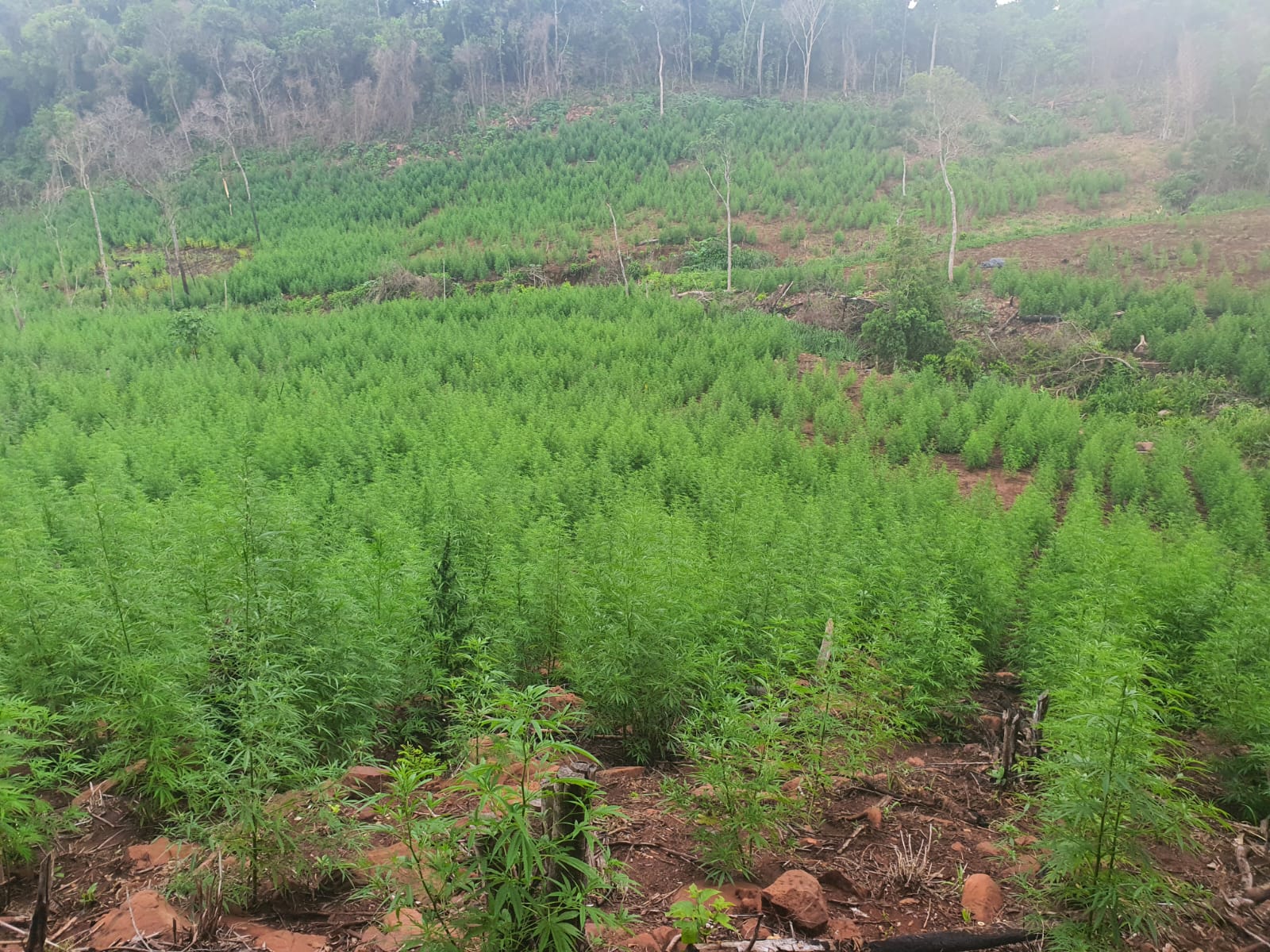 Destruyen 93 toneladas de marihuana en la colonia Maria Auxiliadora del distrito de Cerro Corá