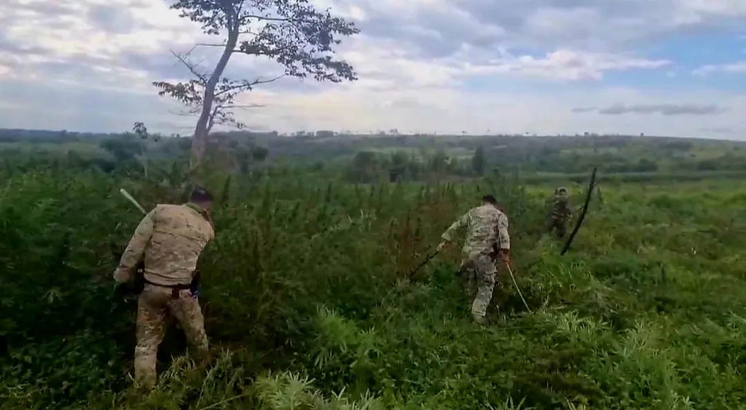 Operación "Nueva Alianza 51": Más de 1 ,millón de kilos de marihuana sacados de circulación