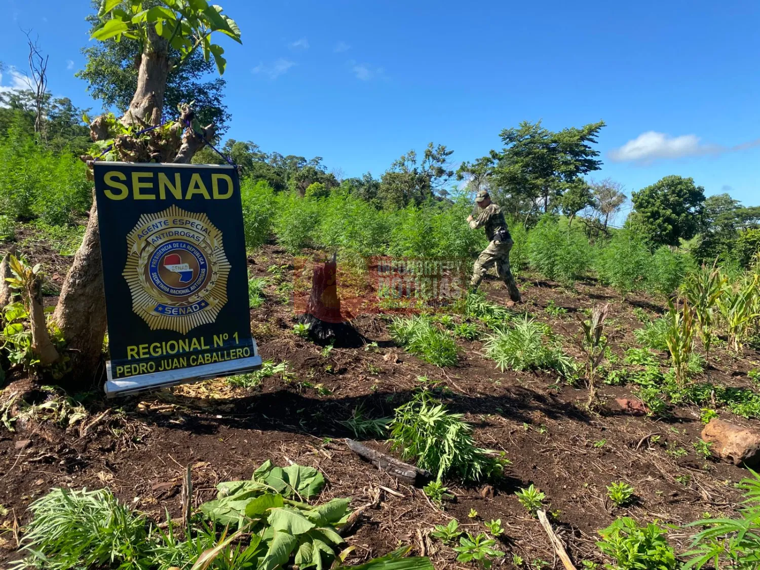 SENAD destruye 8 hectáreas de marihuana en operativo Frontera Limpia en Zanja Pytã