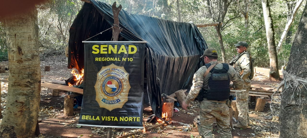 Detectan narco-campamentos y destruyen 12 toneladas de droga en Bella Vista Norte