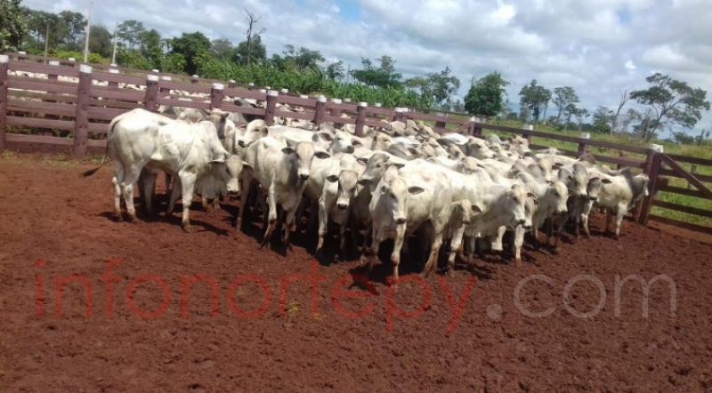 Hurtan 37 cabezas de ganado en Bella Vista