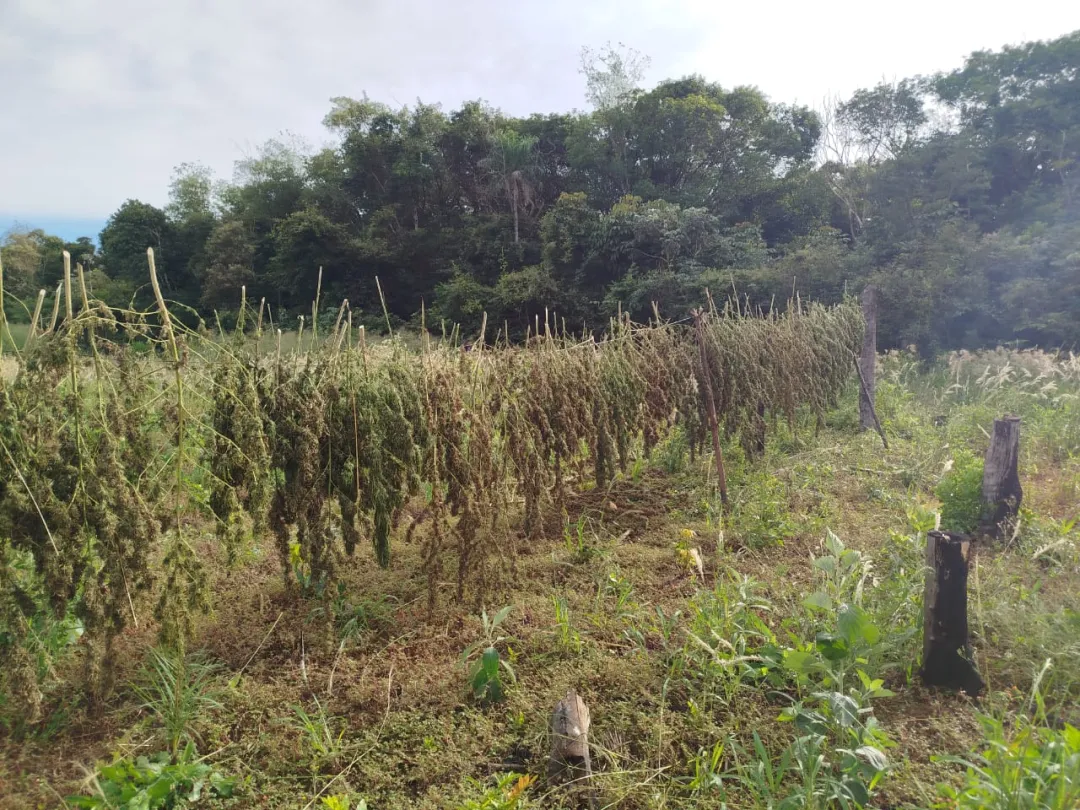 PJC: SENAD incinera más de 8 toneladas de marihuana en Colonia San Luis