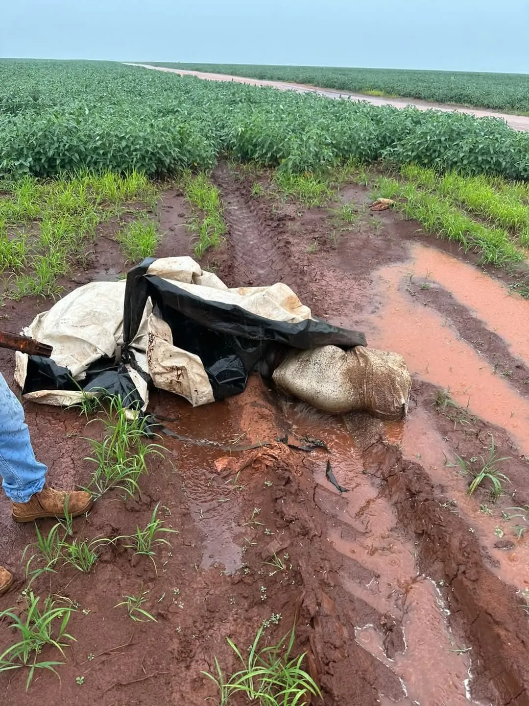 Hallan cadáver envuelto en bolsa en un sojal de Ponta Porã