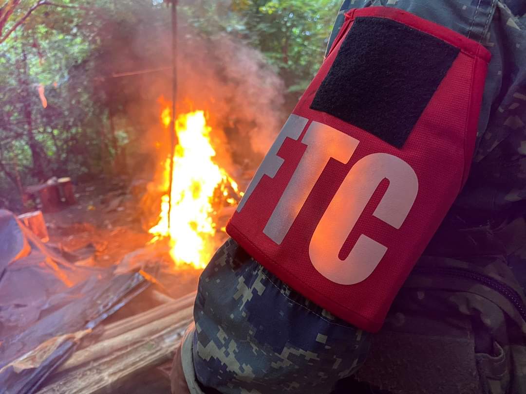 Destruyen 111 toneladas de marihuana en Amambay.