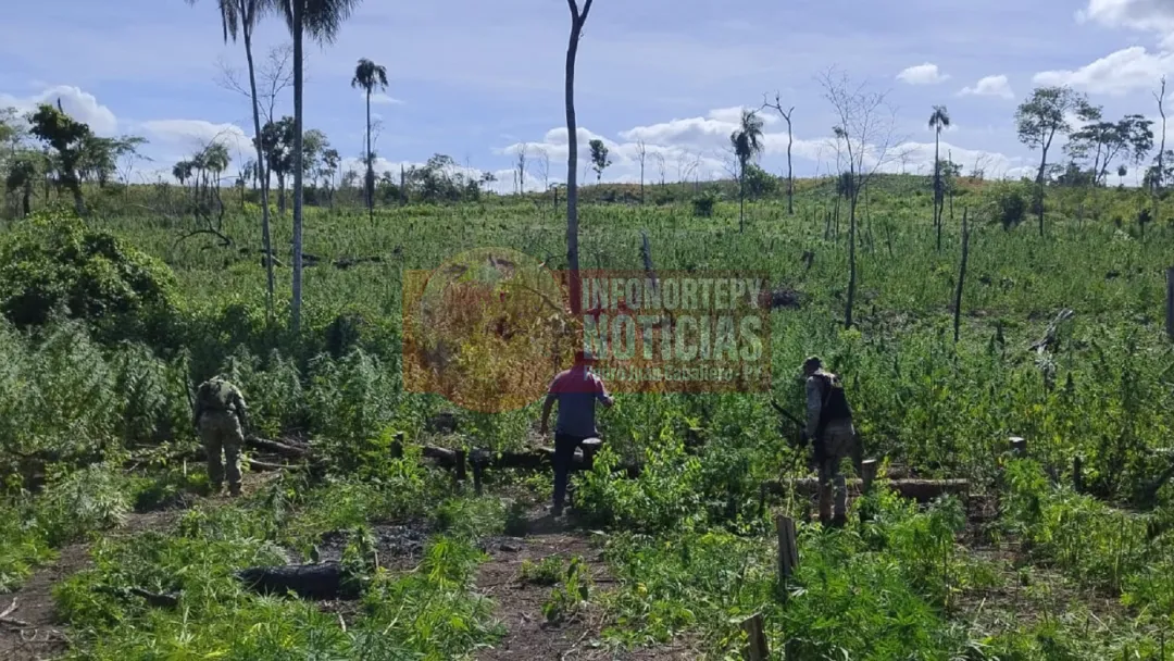 Destruyen 10 hectáreas de plantaciones de marihuana en Bella Vista Norte