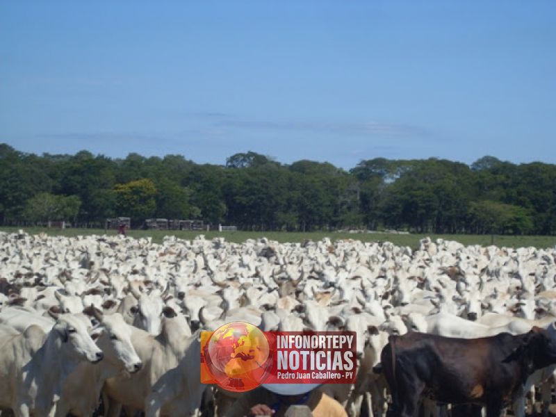 Hurtan 100 vacas de una granja de la colonia Guavira