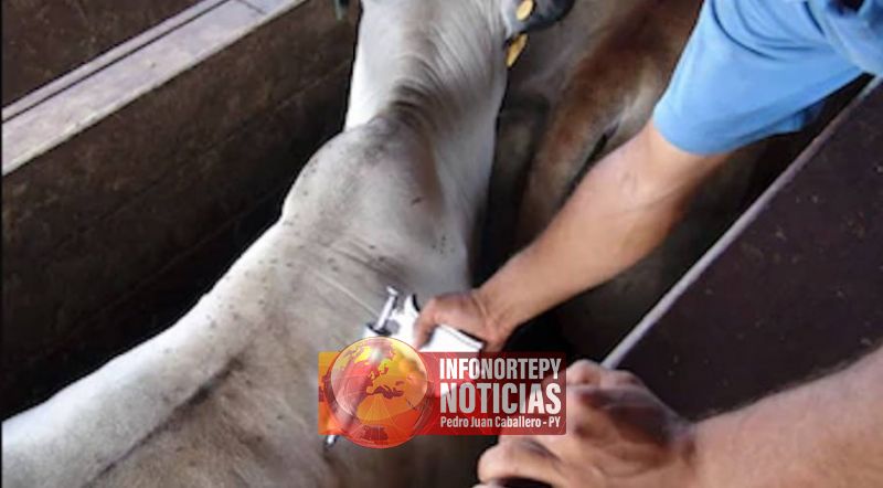 Senacsa anuncia segundo periodo de vacunación de bovinos