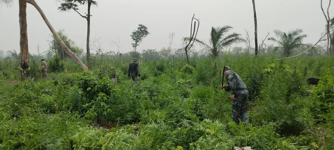 Incursiones en Bella Vista Norte refuerzan la lucha contra el tráfico de marihuana en Amambay