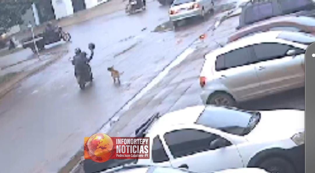 Perrita callejera frustra robo de motocicleta en Brasil