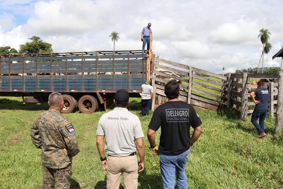 Recuperan en Bela Vista 119 cabezas de ganado robado