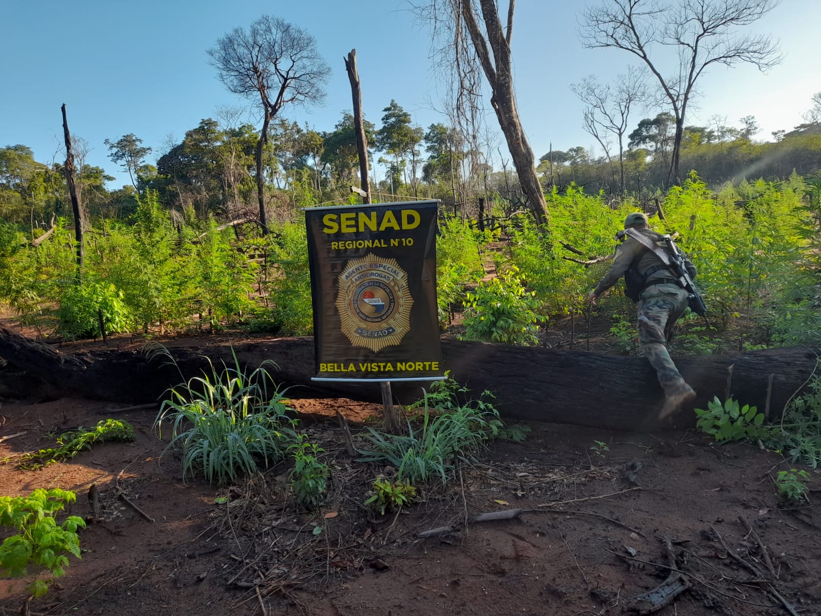 SENAD localiza narcocampamentos y destruye 12 toneladas de droga en Bella Vista Norte