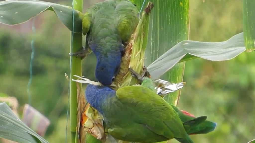 Loros destruyen plantación de maíz de Misioneros