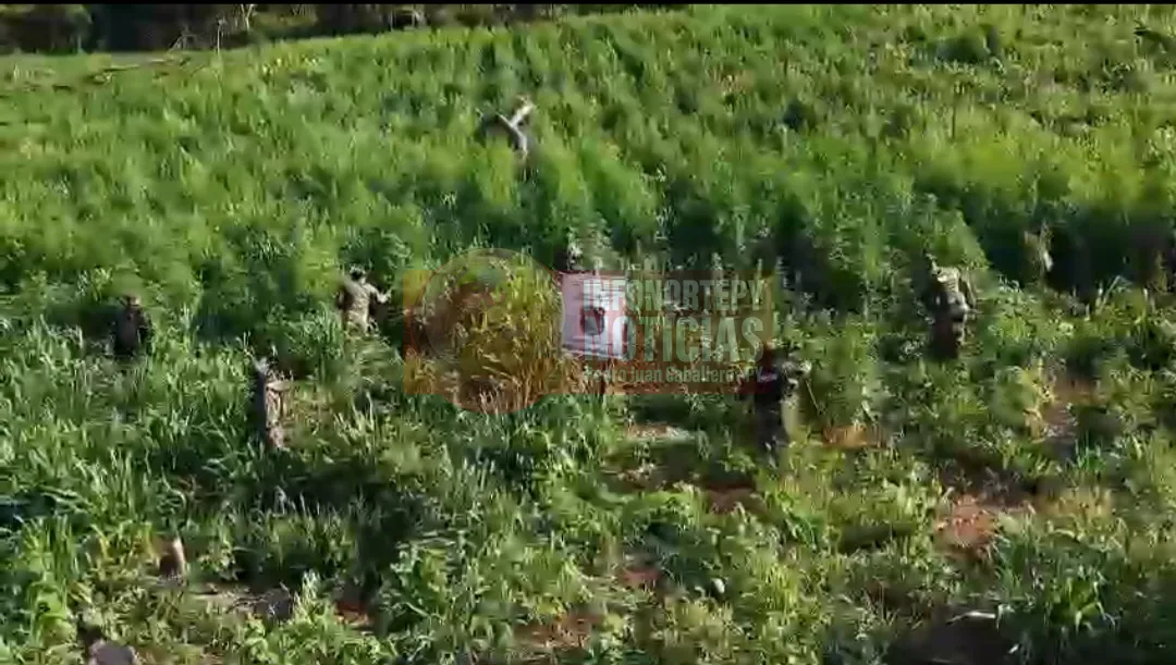 Destrucción de 22 Hectáreas de Marihuana en Bella Vista Norte