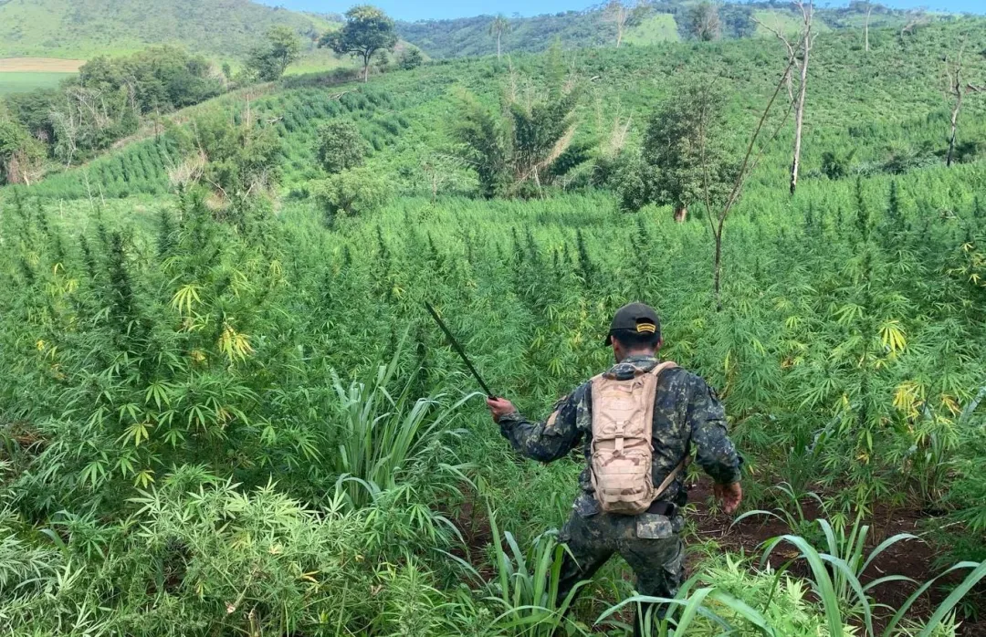 656 toneladas de marihuana destruidas en Amambay en operativo Nueva Alianza