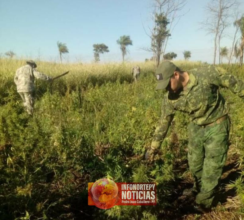 Operativo  de la SENAD en Cápitan Bado destruye 117 hectáreas de cultivos de marihuana
