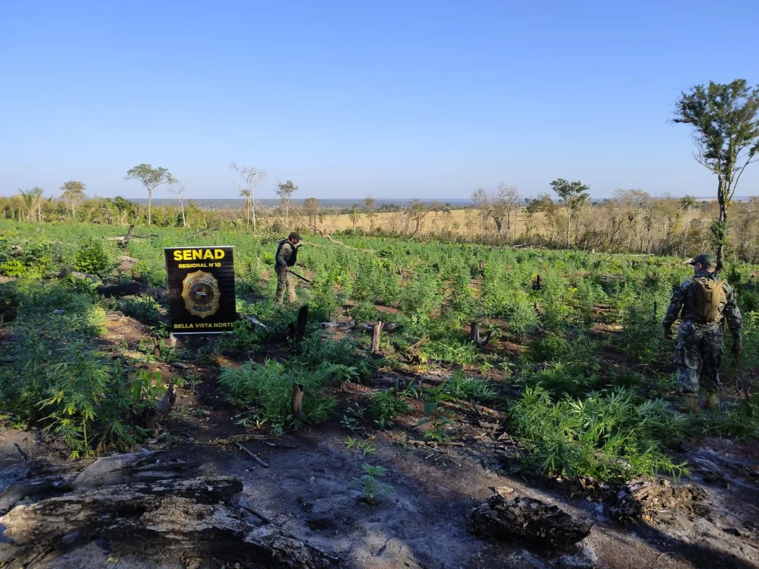 SENAD destruye 15 toneladas de marihuana en Bella Vista Norte