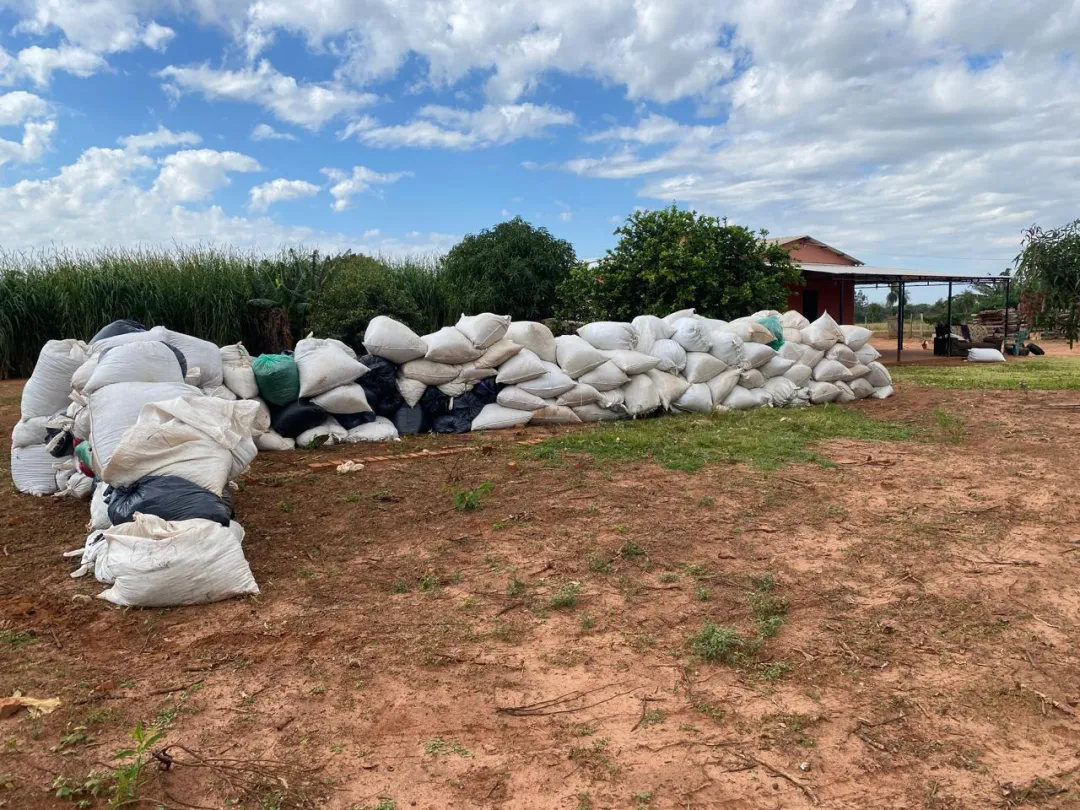 Megaoperativo Antidrogas en Capitán Bado: Destruyen más de 17 toneladas de marihuana y confiscan vehículos y armas