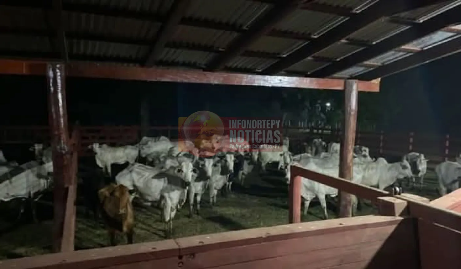 Incautan 120 animales vacunos durante control en Concepción