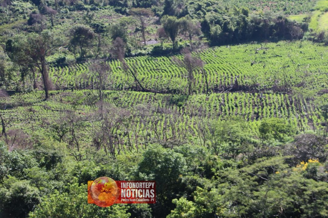 Inician Operación Nueva Alianza XXXIII, otra ofensiva contra el narcotráfico en Amambay