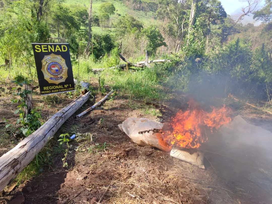 SENAD establece operativos contra la producción de droga en Amambay