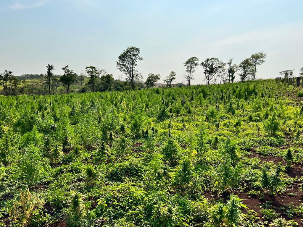 SENAD de PJC destruye 5 hectáreas de marihuana en zona de Capitán Bado.