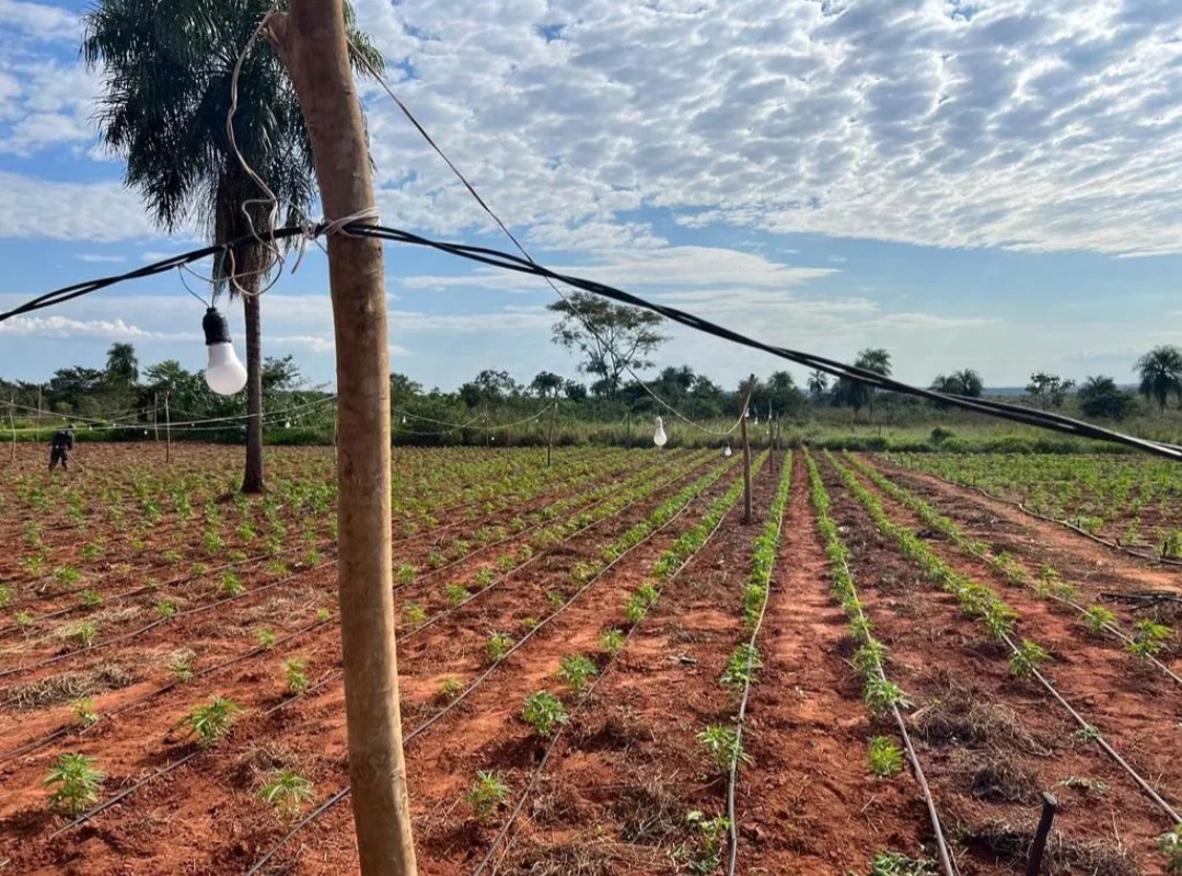 Hallan plantación de marihuana en el patio de una casa en Karapaí