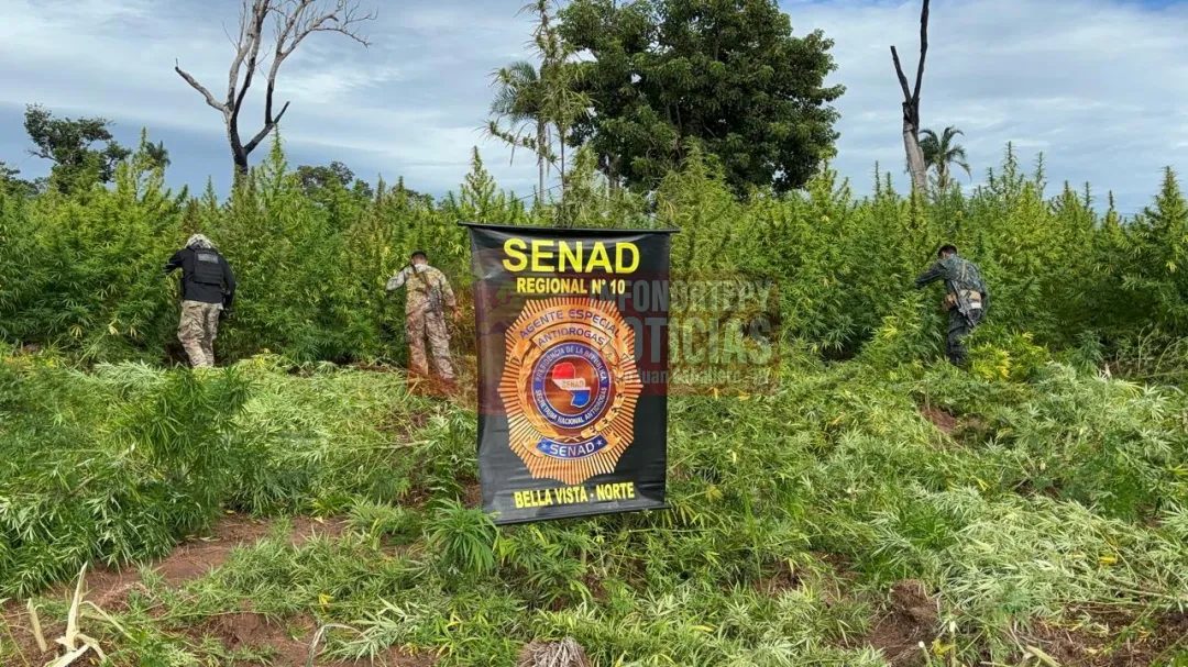 SENAD eliminó 27 toneladas de marihuana en Bella Vista Norte.