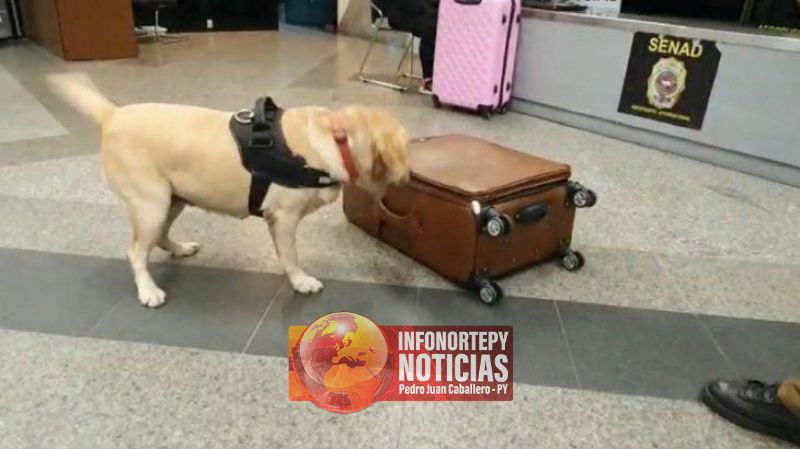 Can antidroga evita que una mujer traslade cocaína a España