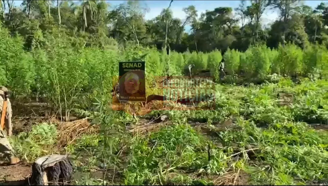SENAD destruye plantaciones de marihuana en Bella Vista Norte