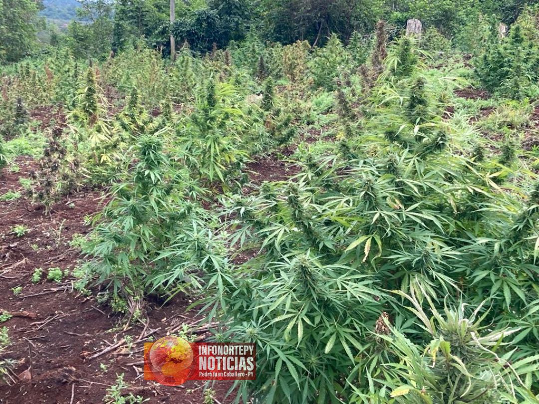 Desmantelan narcocampamentos y anulan 13 toneladas de marihuana en la Reserva San Rafael