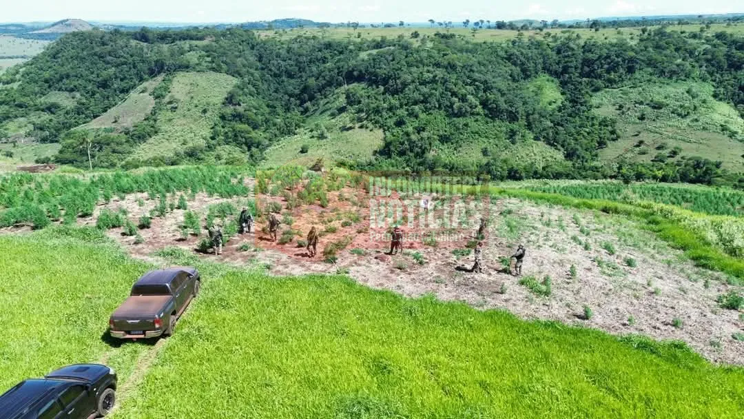 Destruyen 20 hectáreas de marihuana en la zona de Capitán Bado