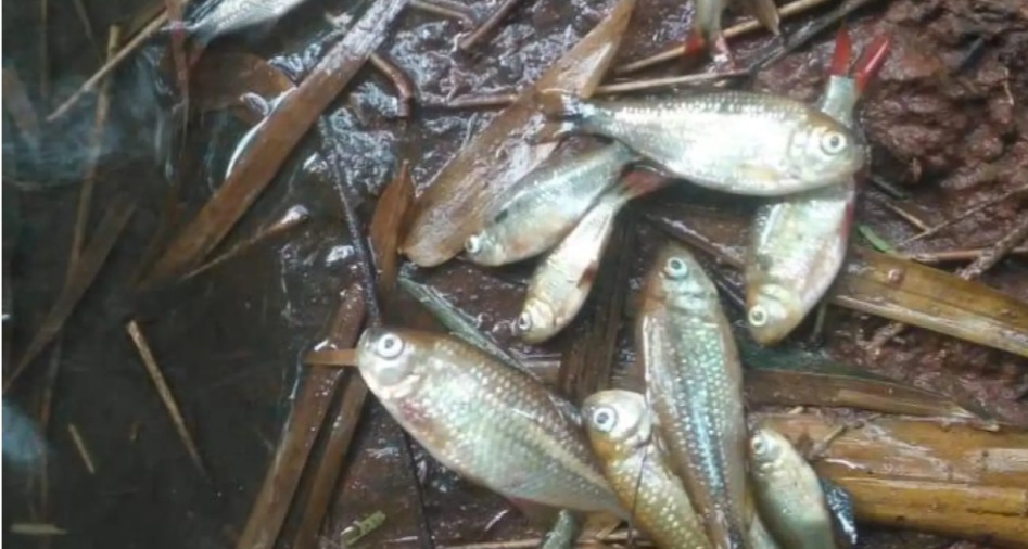 Denuncian a chanchería por contaminación de arroyo en Pedro Juan