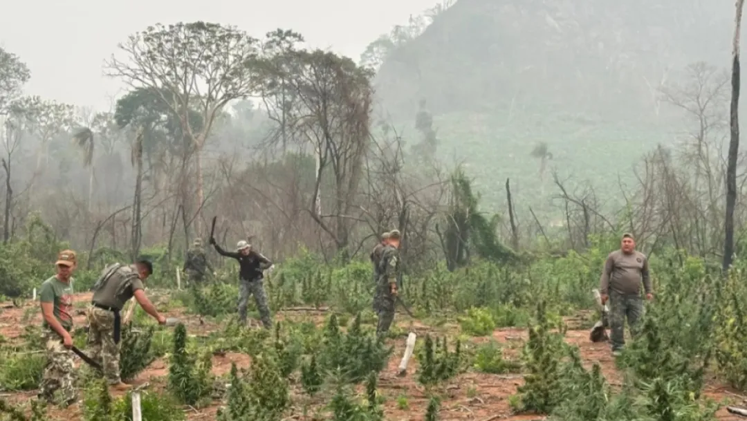 Operación CUT V retira 63 toneladas de marihuana del mercado ilegal en Concepción