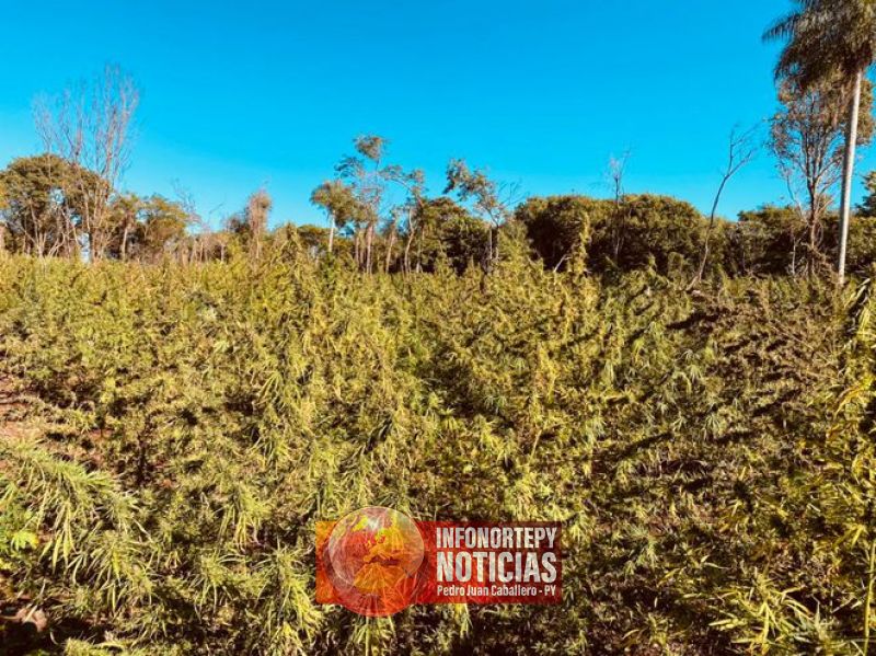 Destruyen 4 hectáreas de plantaciones de marihuana en la Colonia República
