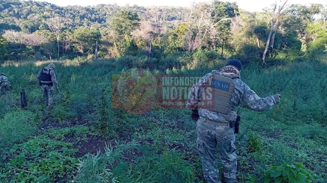 Duro golpe al narcotráfico en PJC: Operación CUT IV elimina 63 toneladas de marihuana